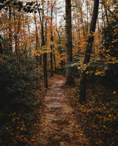 Fall foliage hiking trail at Hubbard County Park near Hampton Bays with colorful autumn leaves