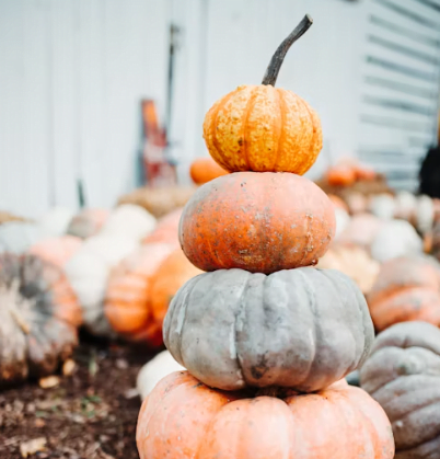 Pumpkin picking at Hank's Pumpkintown with families enjoying fall activities, Hampton Bays area