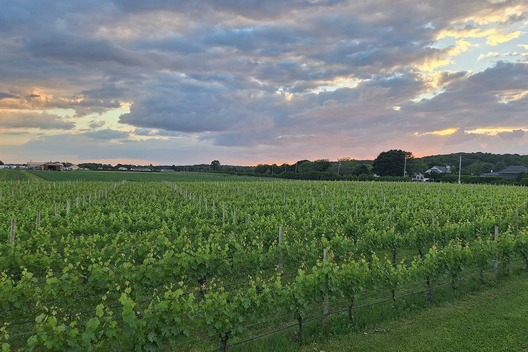 Rows of grapevines at sunset in East End wine country on Long Island's North Fork